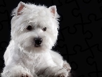 Mordka, Ciemne tło, Pies, West Highland white terrier, Biały