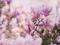 Magnolia, Kwiaty, Bokeh