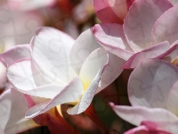 Plumerie, Różowo-białe, Kwiaty, Zbliżenie