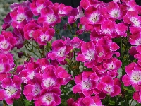 Różowe, Kwiaty, Geranium