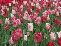 Czerwono-białe, Kolorowe, Tulipany, Biało-czerwone