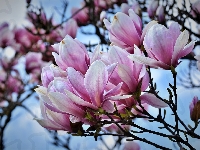 Kwiaty, Krzew, Magnolia