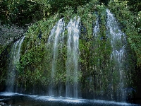 Stan Kalifornia, Wodospad Mossbrae Falls, Rośliny, Stany Zjednoczone