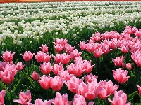 Kwiaty, Różowe, Wiosna, Białe, Tulipany, Plantacja