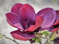Rozwinięta, Różowy, Kwiat, Magnolia