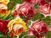 Róże, Kolorowe, Grafika