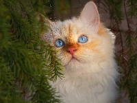 Błękitne, Oczy, Biały, Kot, Niebieskie