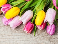 Różowa, Deski, Kolorowe, Tulipany, Wstążka
