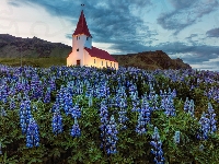 Miejscowość Vik i Myrdal, Kościół, Góry, Islandia, Łubin, Łąka, Gmina Myrdalshreppur