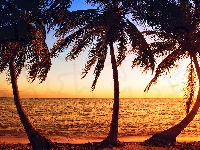 Palmy, Morze, Trzy, Wschód słońca