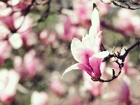 Różowo-biała, Gałązka, Kwiat, Magnolia