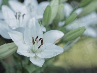 Lilie, Białe, Kwiaty