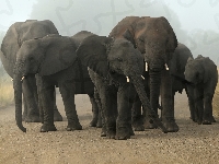 Słonie, Droga