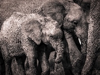 Słonie, Rodzinka, Słoniątko