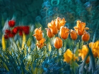 Tulipany, Kwiaty, Kolorowe, Rozmycie