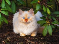 Niebieskie, Liście, Biały, Kot, Oczy