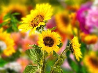 Słoneczniki, Kwiaty, Grafika 2D