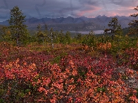 Kolorowa, Drzewa, Jezioro Jack London, Kołyma, Rosja, Góry, Jesień, Roślinność, Magadan