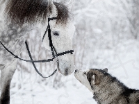 Siberian husky, Koń, Pies, Zima