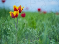 Żółto-czerwone, Trawa, Kwiaty, Dwa, Tulipany