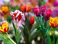 Tulipany, Kwiaty, Kolorowe, 2D