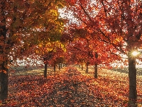 Drzewa, Jesień, Droga, Słońce