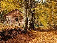 Droga, Drzewa, Domek, Jesień, Las, Drewniany
