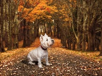 West highland white terrier, Drzewa, Biały, Pies, Droga