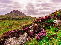 Góra, Irlandia, Wrzosowisko, Skały, Wrzosy, Wzgórza, Kwiaty, Park Narodowy Connemara