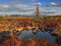 Góry Kołymskie, Rosja, Kołyma, Drzewa, Rośliny, Jesień, Kolorowe, Obwód magadański