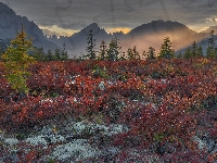Góry Kołymskie, Kolorowa, Magadan, Drzewa, Rosja, Ciemne, Chmury, Jesień, Roślinność, Kołyma