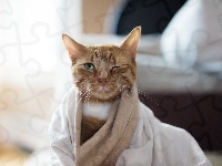 Kot, Rudy, Ręcznik