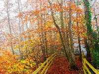 Jesień, Pożółkłe, Mgła, Ogrodzenie, Drzewa, Ścieżka, Liście
