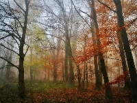 Las, Liście, Poranek, Kolorowe, Jesień, Drzewa, Mgła
