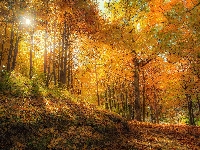 Ścieżka, Pożółkłe, Jesień, Las, Drzewa, Roślinność
