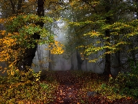 Drzewa, Las, Liście, Jesień, Mgła, Pożółkłe