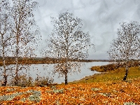 Drzewa, Jezioro, Brzozy, Jesień