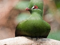 Ptak, Zielony, Turak zielonoczuby