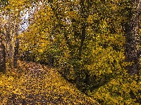 Droga, Drzewa, Jesień, Latarnia, Park, Ławki, Liście