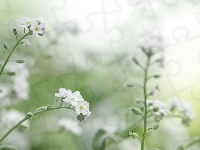Niezapominajki, Białe, Kwiaty