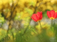 Dwa, Tulipany, Czerwone, Kwiaty