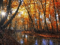 Drzewa, Promienie słońca, Jesień, Poranek, Rzeka, Las