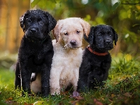 Szczeniaki, Trzy, Psy, Labradory retrievery