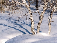 Drzewa, Śnieg, Cień, Zima, Zaspy, Brzozy