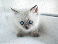 Młody, Biały, Kot, Niebieskooki