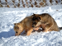 Siberian husky, Psy, Szczeniaki, Śnieg