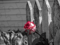 Róża, Różowa, Płot