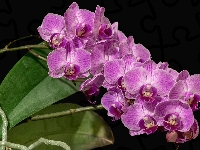Storczyki, Kwiaty, Orchidea
