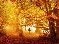 Mężczyzna, Las, Jesień, Mgła, Drzewa
