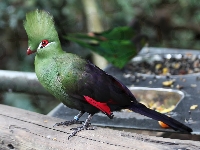 Ptak, Turak zielonoczuby